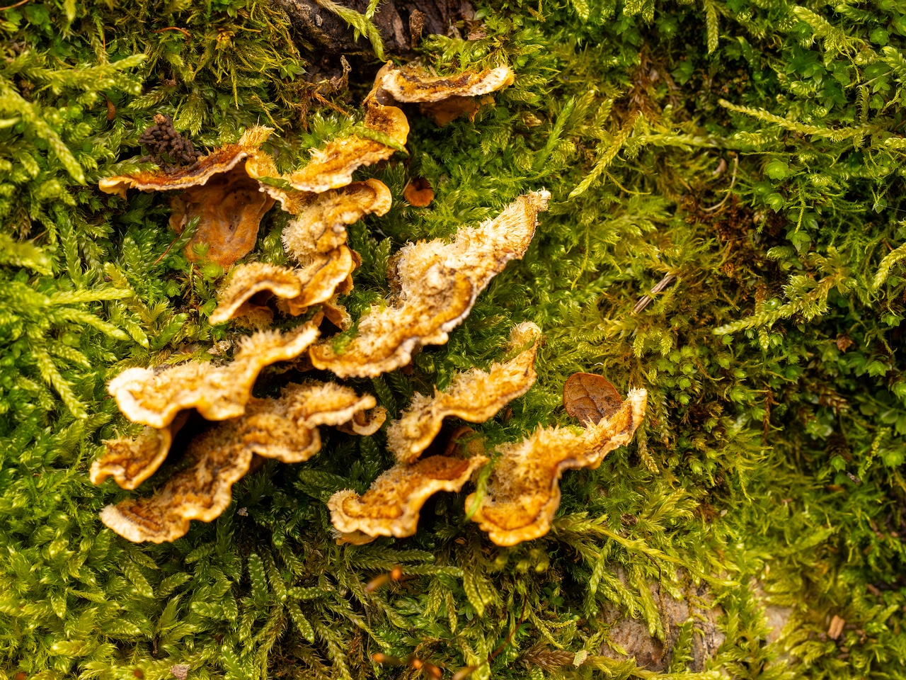 Stereum hirsutum _2025-10-11_1-3