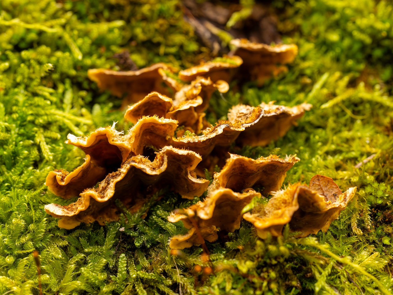 Stereum hirsutum _2025-10-11_1-7