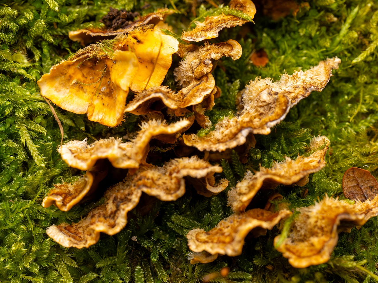 Stereum hirsutum _2025-10-11_1-9