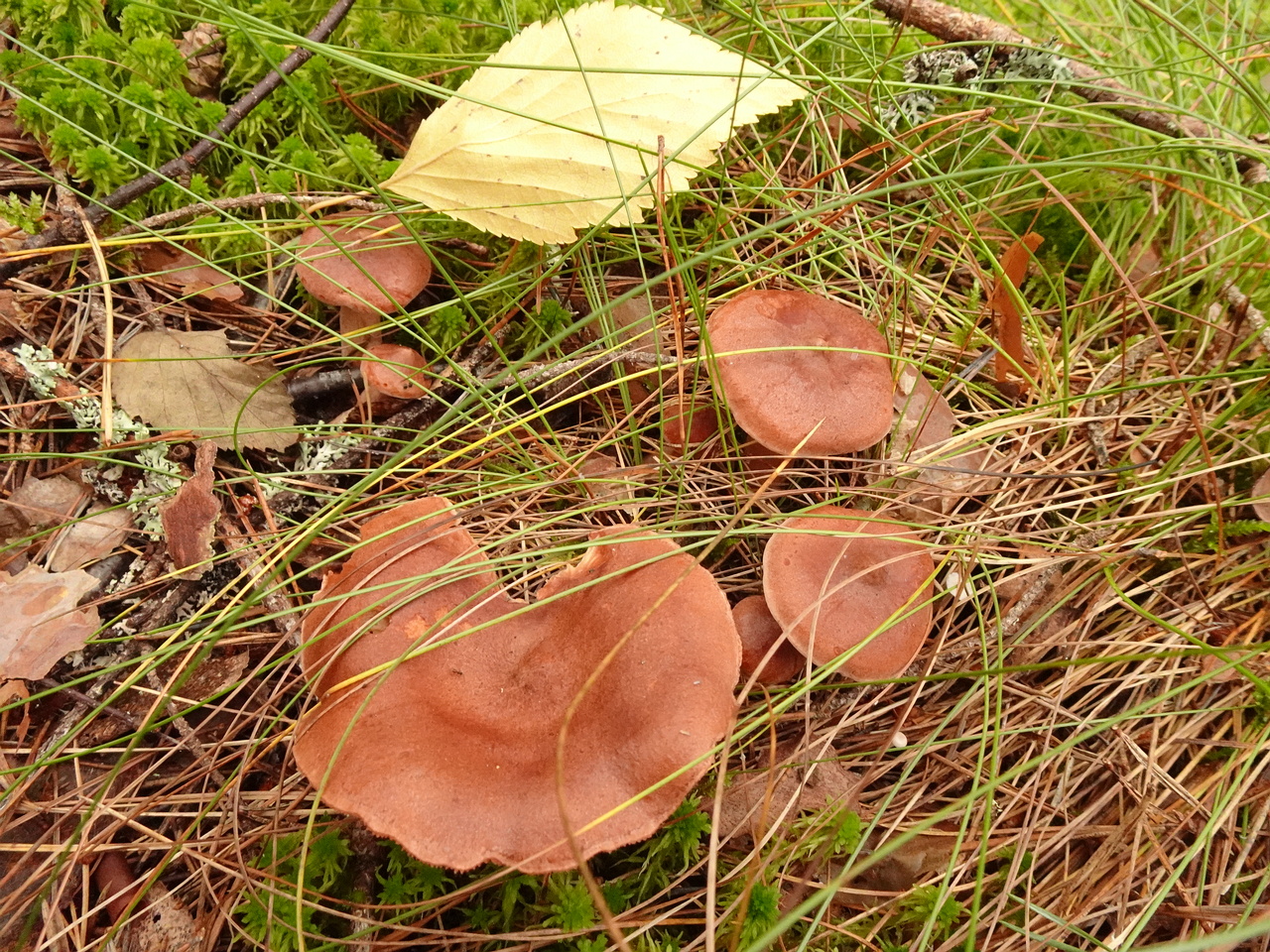 DSC06432