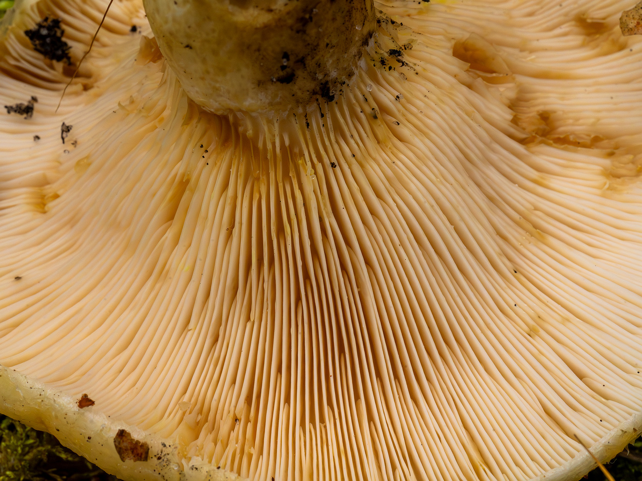 lactarius-resimus_1-15