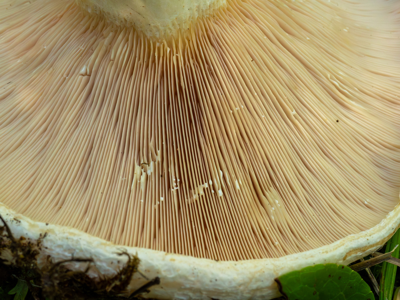 lactarius-controversus_1-6