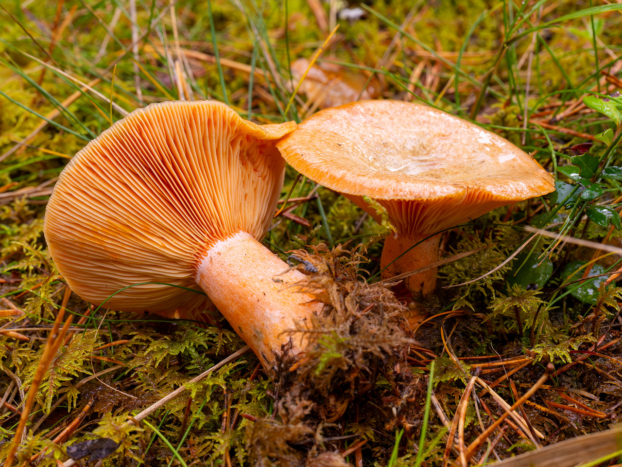 lactarius-deterrimus_2024-10-12_1-9