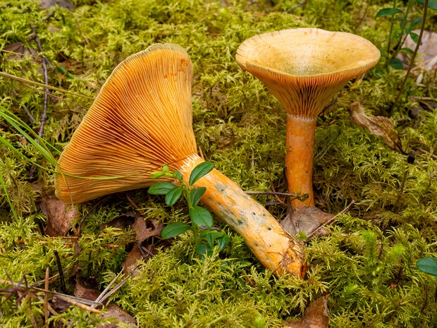 Рыжик скандинавский - Lactarius fennoscandicus
