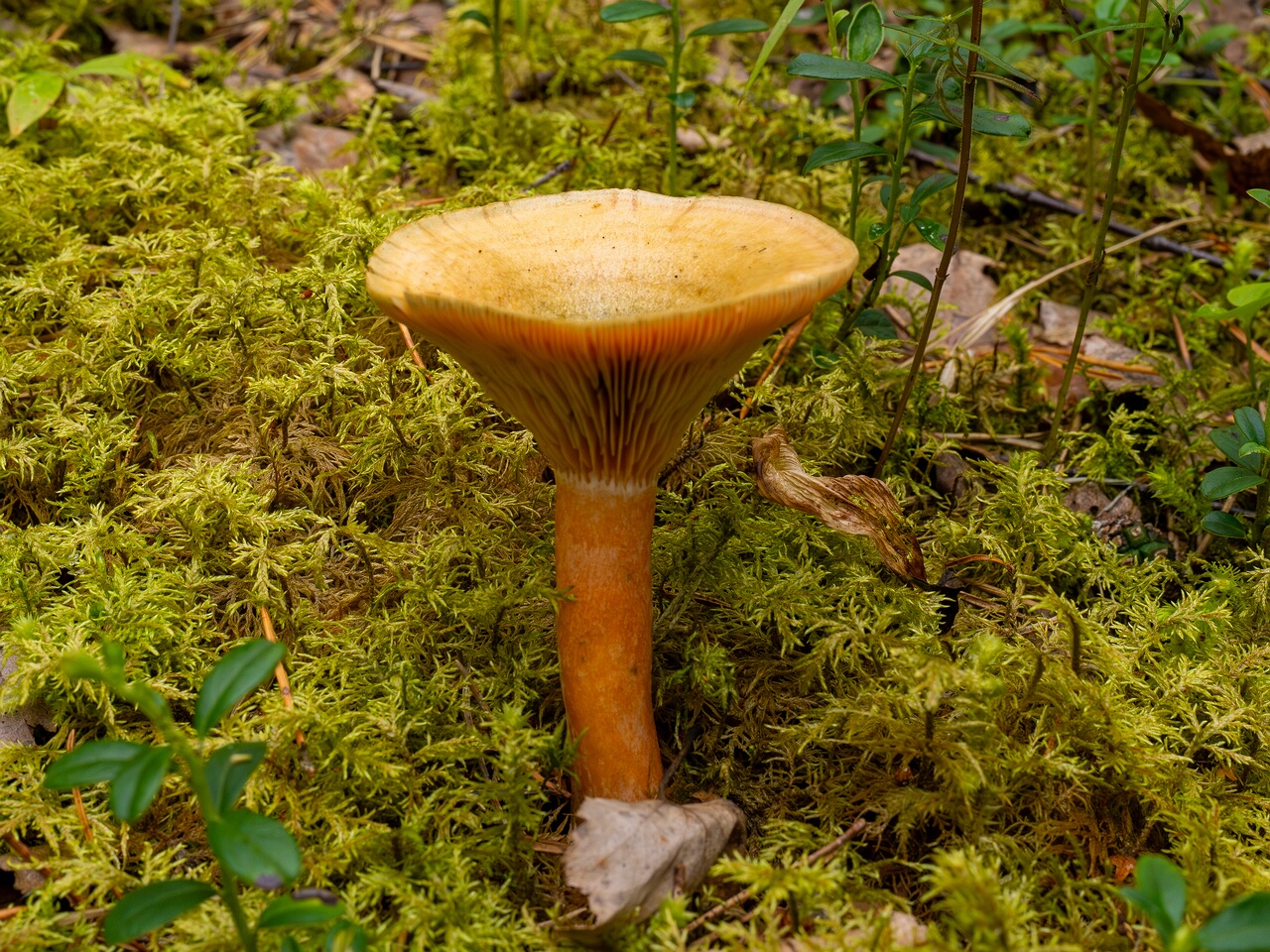 lactarius-fennoscandicus_1-11