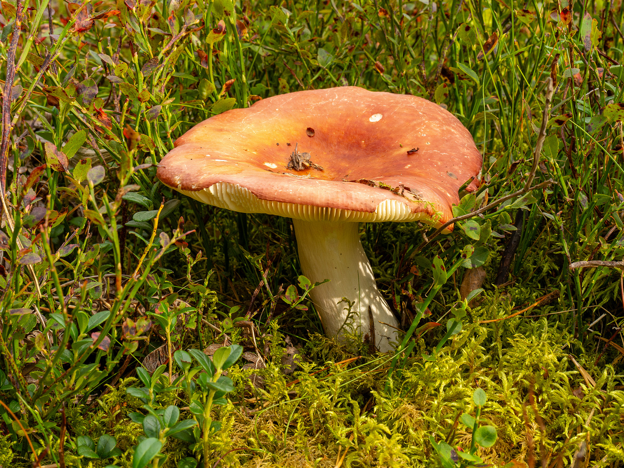russula-paludosa_1-1