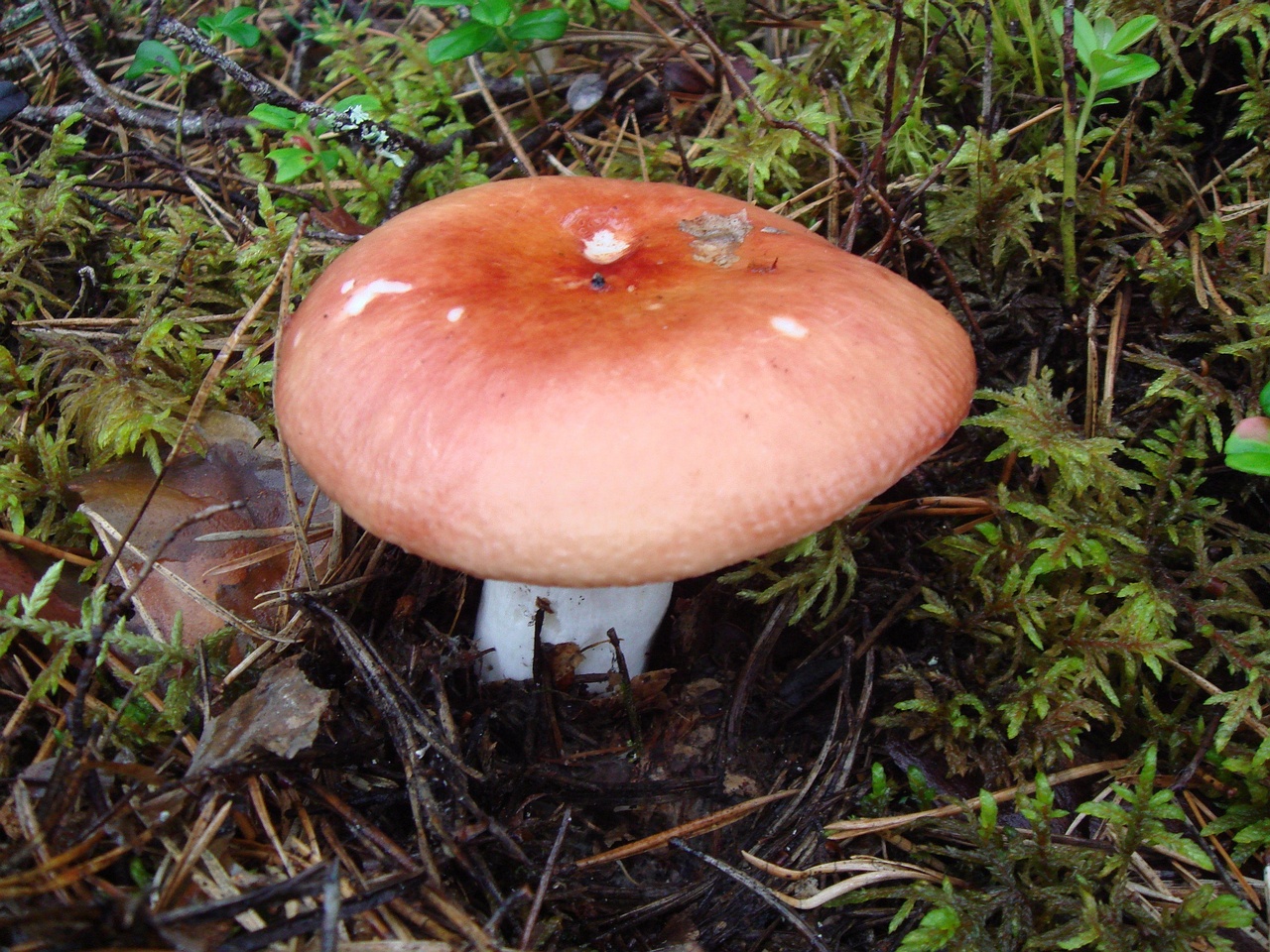 fungi-0003184