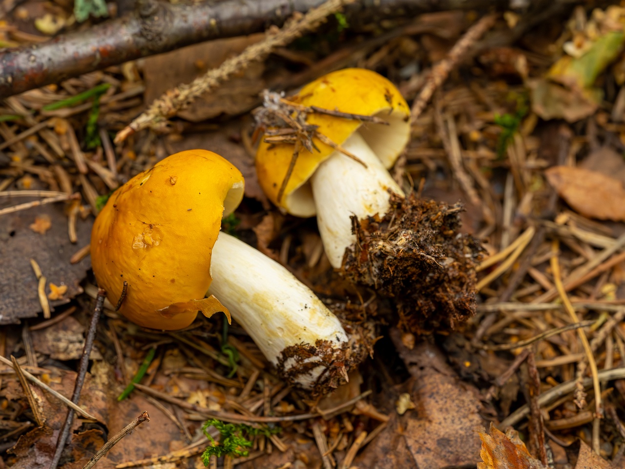Russula claroflava _2023-08-13_1-3