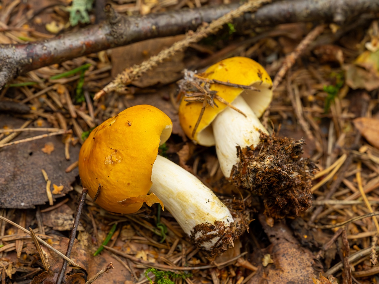 Russula claroflava _2023-08-13_1-4