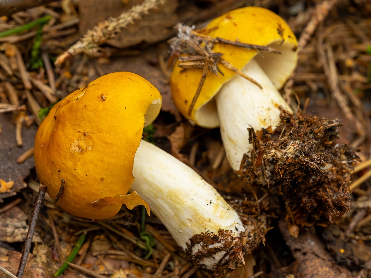 Russula claroflava _2023-08-13_1-5