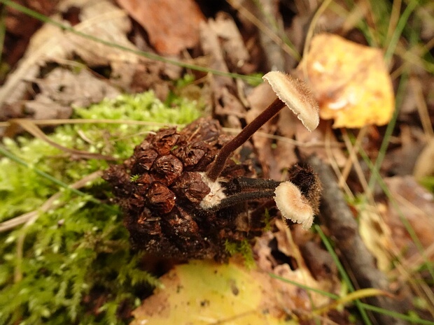 Аурискальпиевые - Auriscalpiaceae The Auriscalpiaceae are a family of fungi in the order Russulales. Like much of the Russulales, it has been defined...