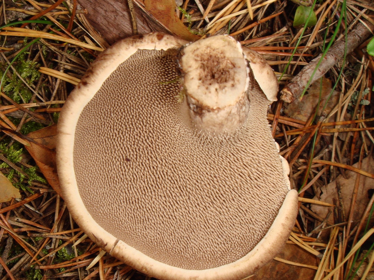 fungi-0004563