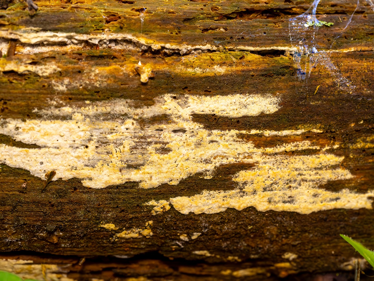 Jaapia ochroleuca _2025-09-27_1-1