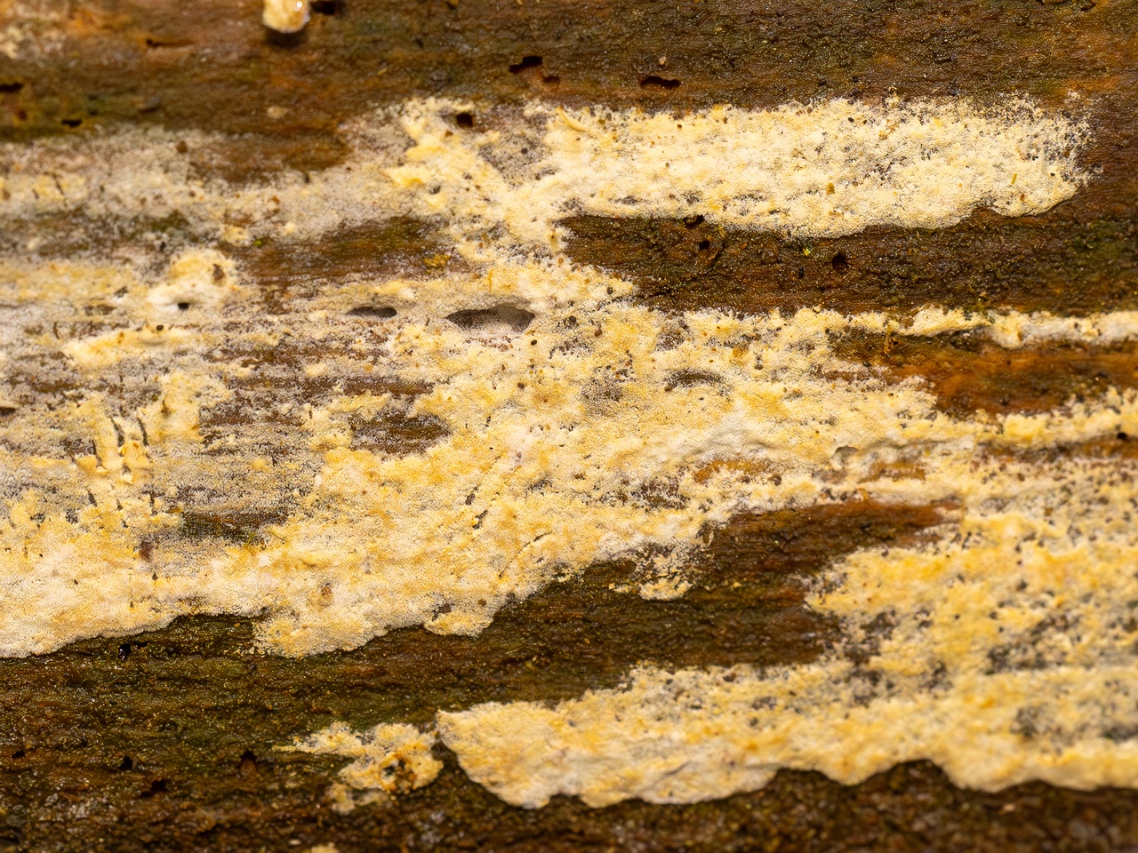 Jaapia ochroleuca _2025-09-27_1-2