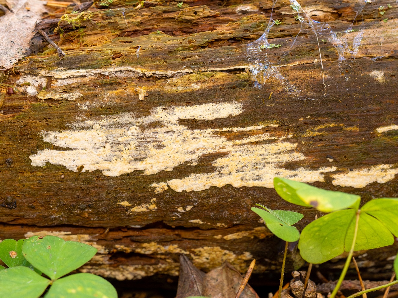 Jaapia ochroleuca _2025-09-27_1-3