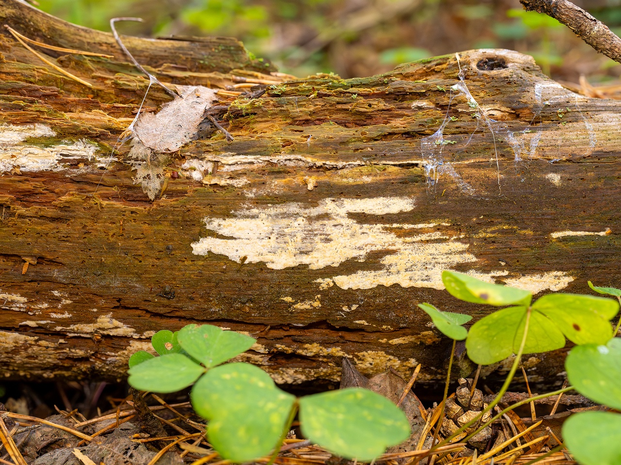 Jaapia ochroleuca _2025-09-27_1-4