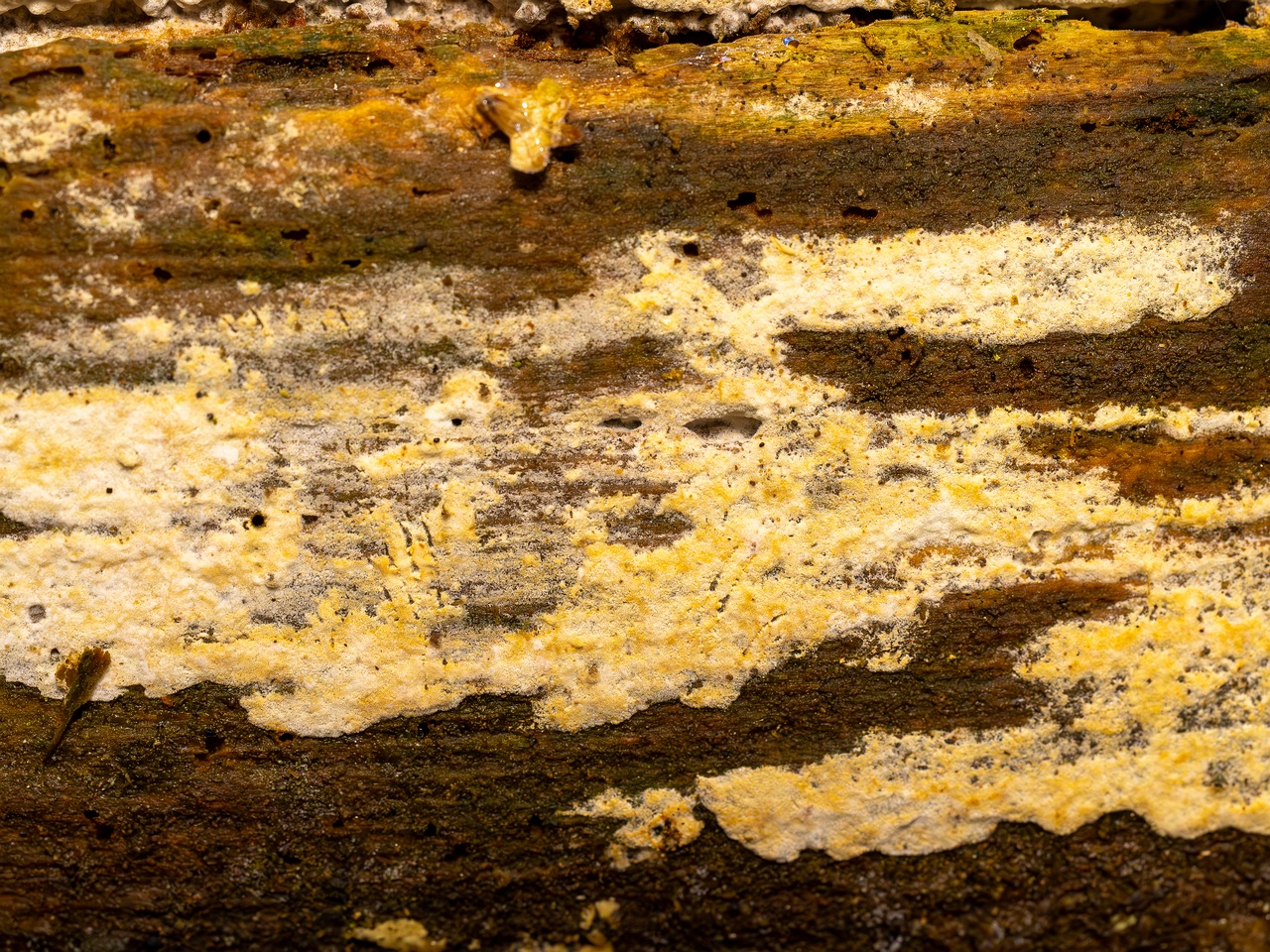 Jaapia ochroleuca _2025-09-27_1-5