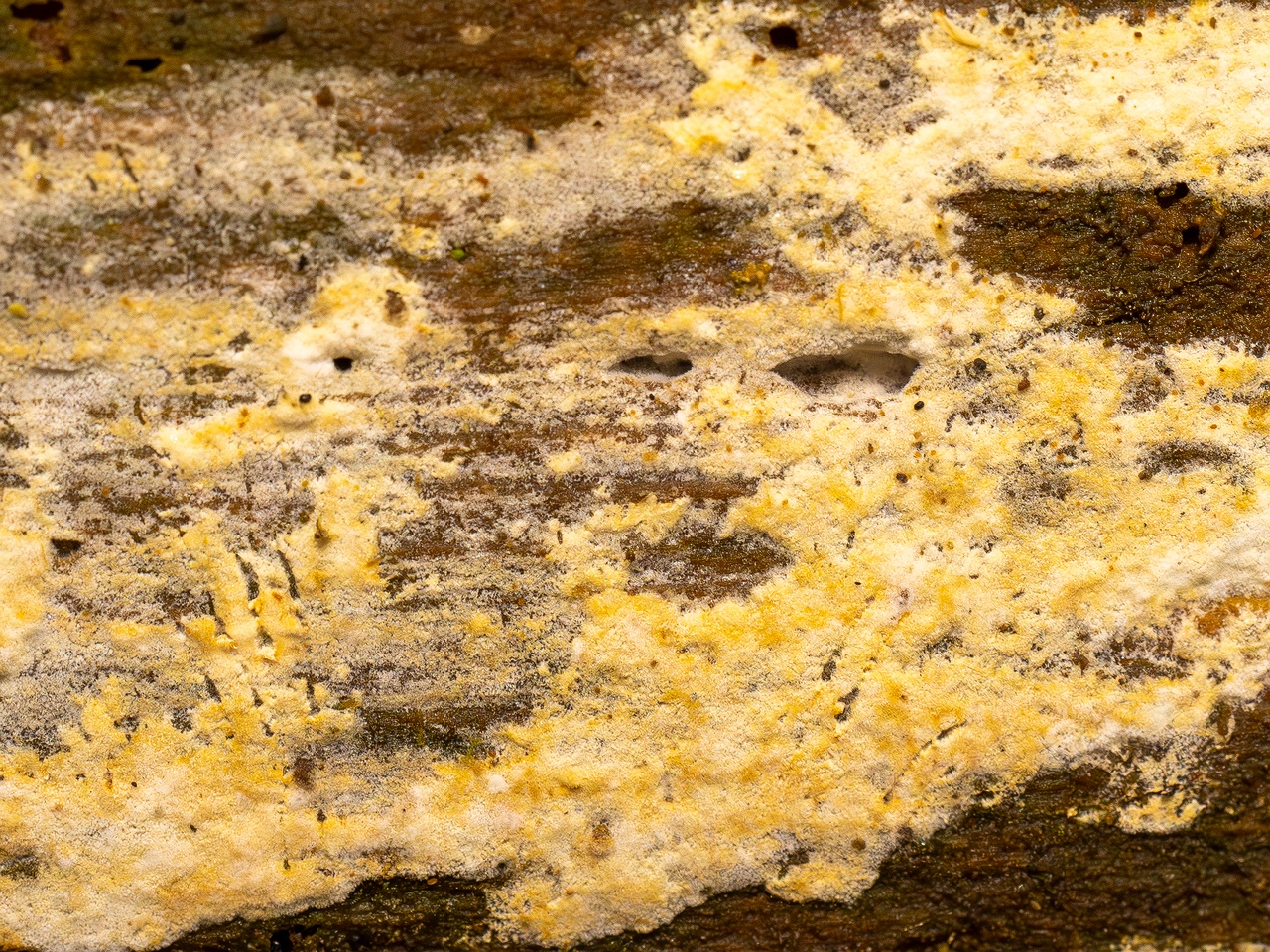 Jaapia ochroleuca _2025-09-27_1-6