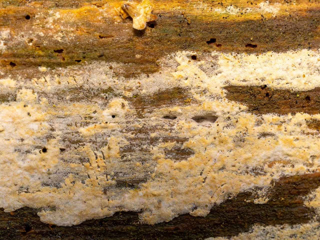 Jaapia ochroleuca _2025-09-27_1-7