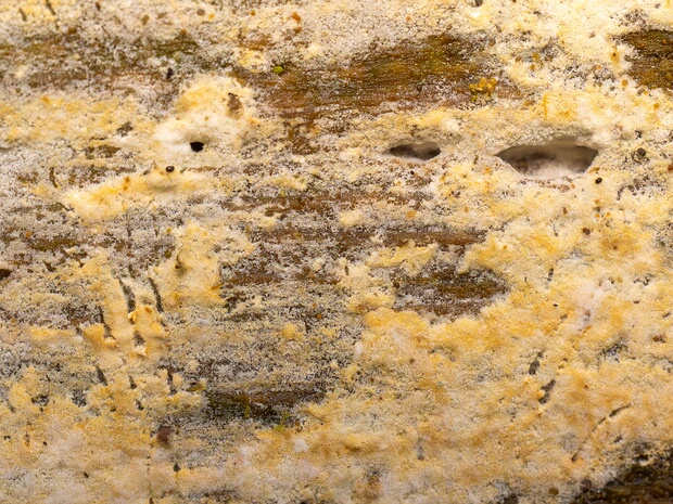 Яапиавые - Jaapiaceae Jaapia is a genus in the monotypic family Jaapiaceae and order Jaapiales. The genus was first described by Italian...