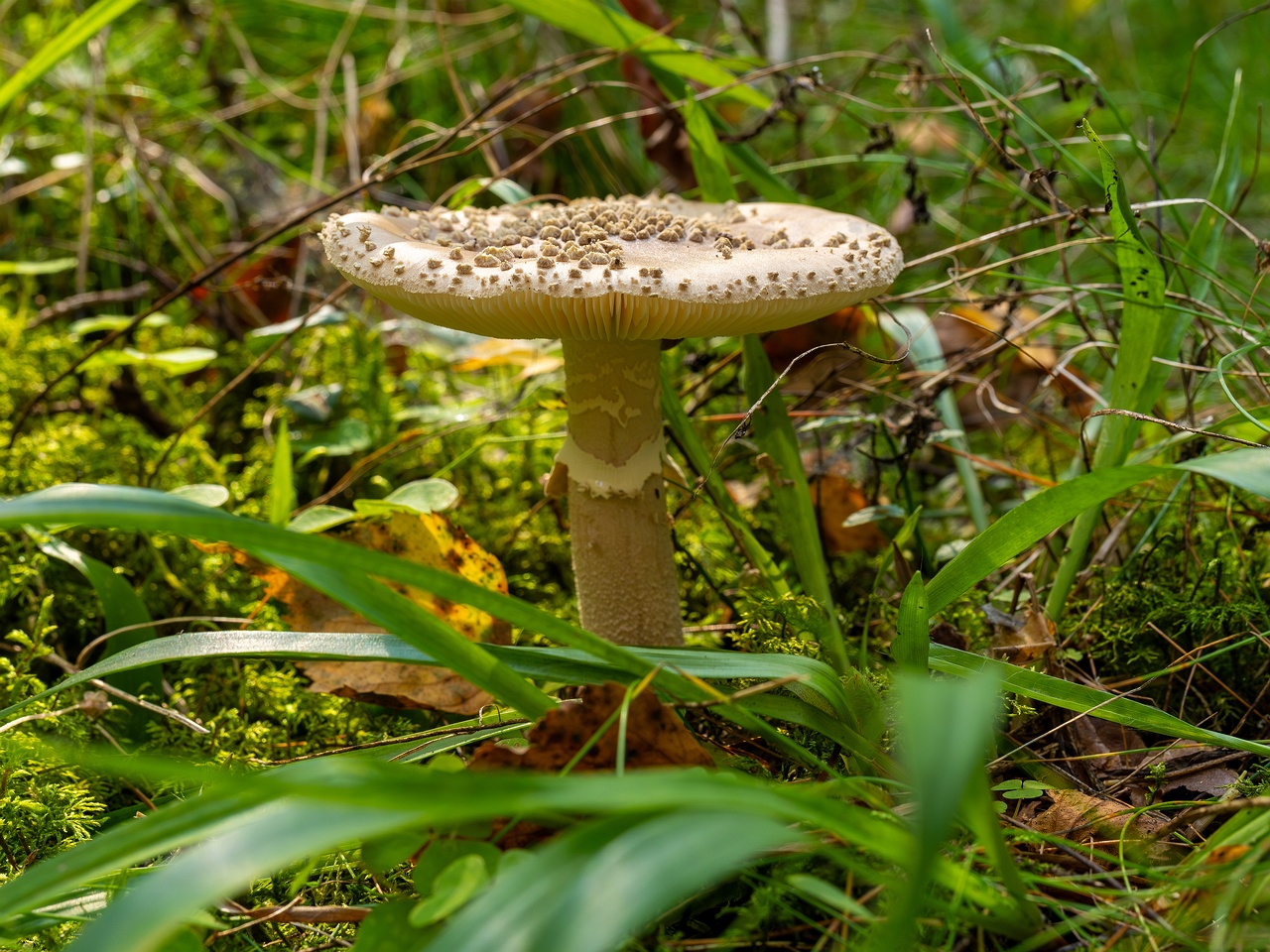 Amanita excelsa _2025-09-06_1-13
