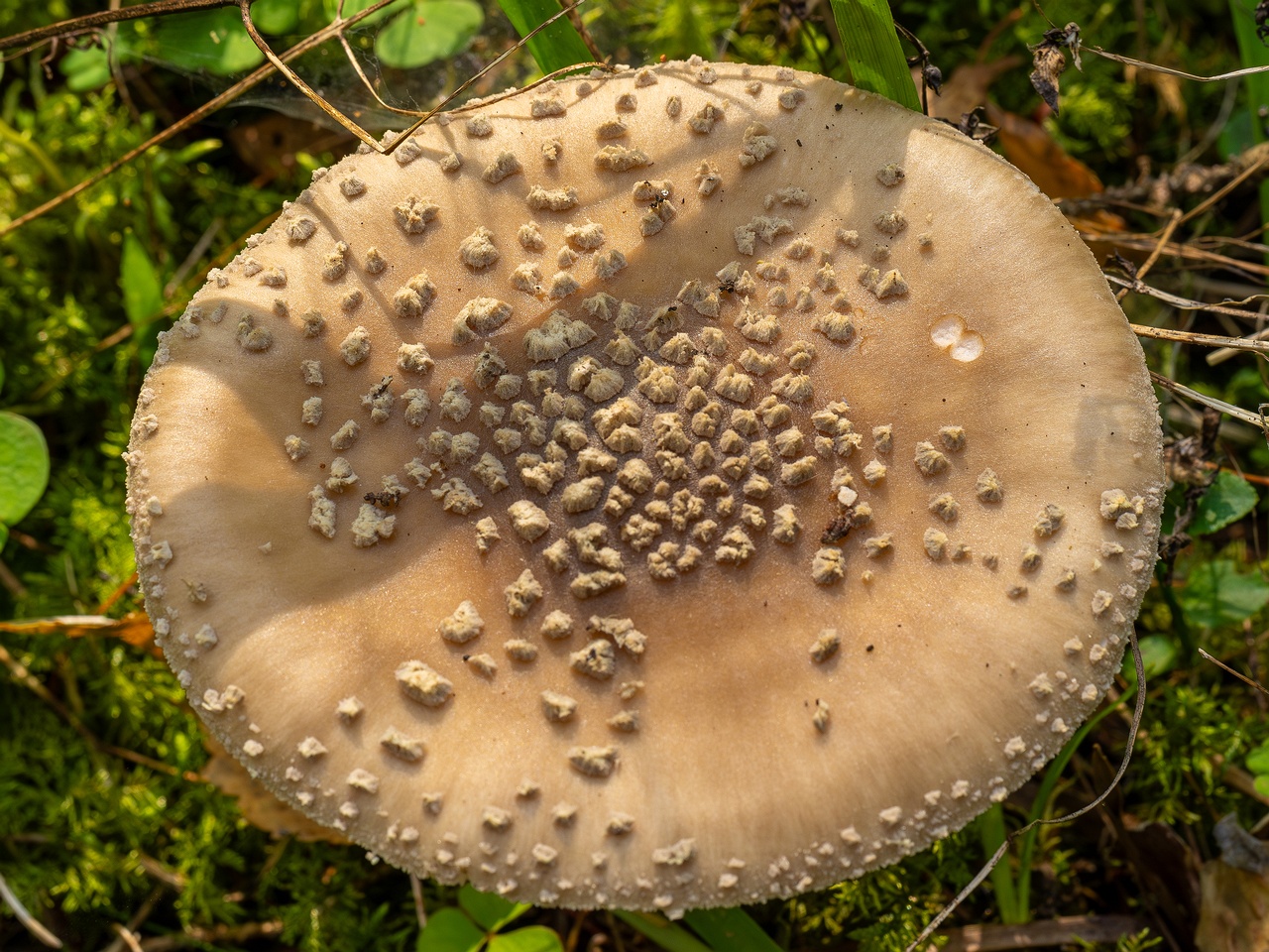 Amanita excelsa _2025-09-06_1-14