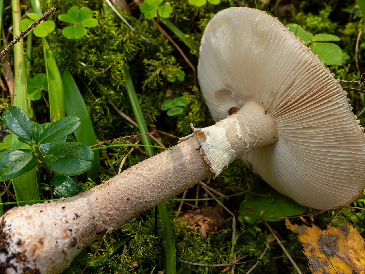 Amanita excelsa _2025-09-06_1-16