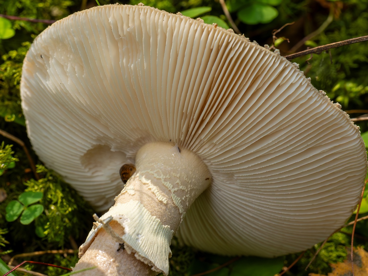 Amanita excelsa _2025-09-06_1-18