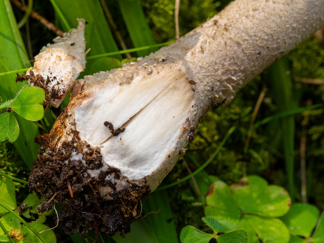 Amanita excelsa _2025-09-06_1-19