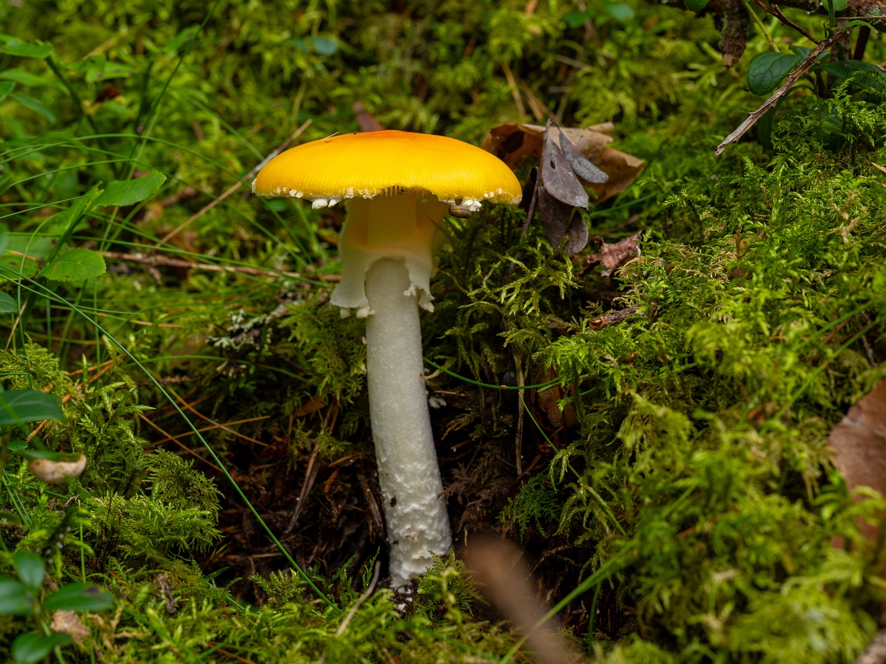 Amanita muscaria var. formosa _2025-09-06_1-1