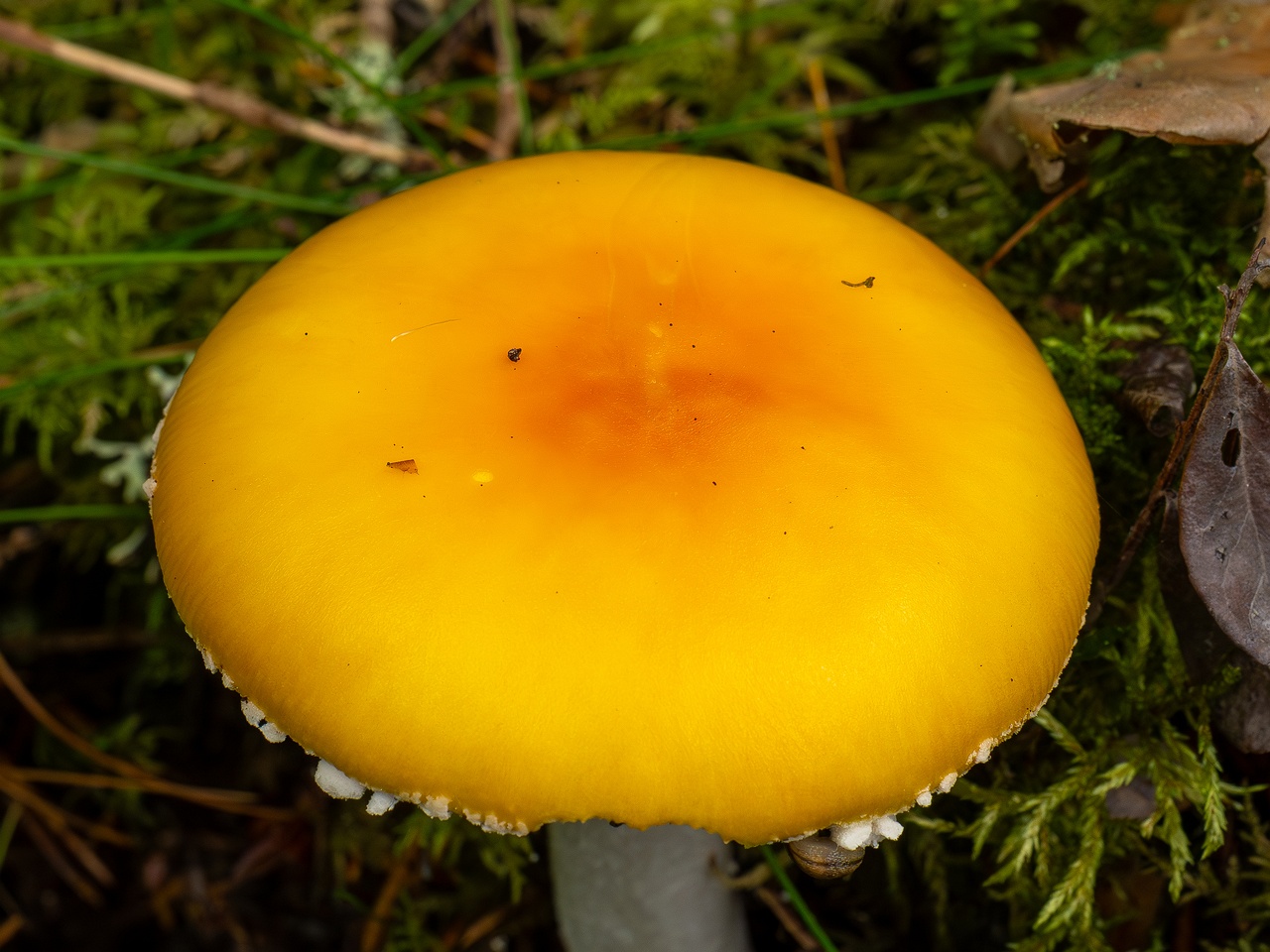 Amanita muscaria var. formosa _2025-09-06_1-4