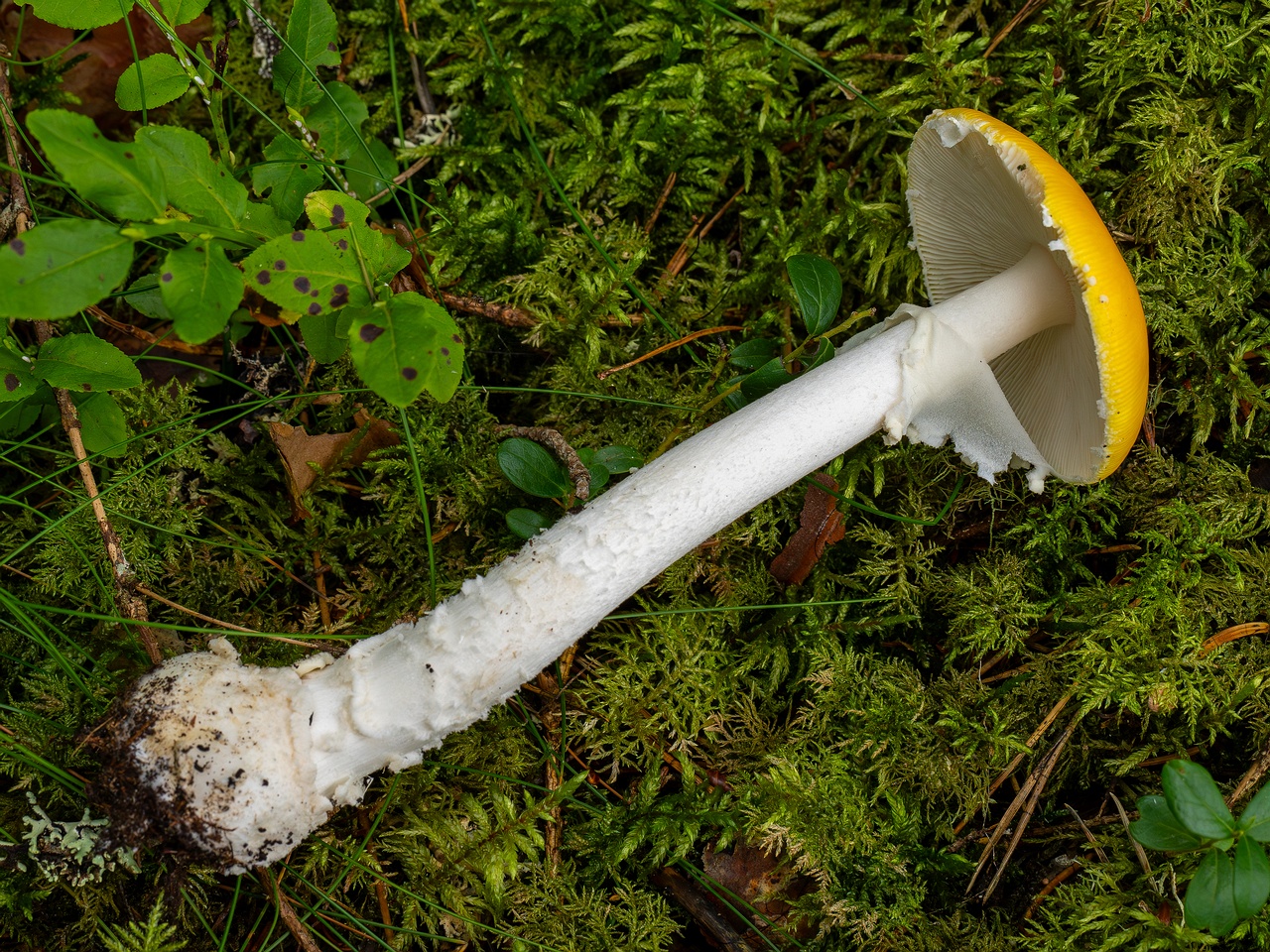 Amanita muscaria var. formosa _2025-09-06_1-5