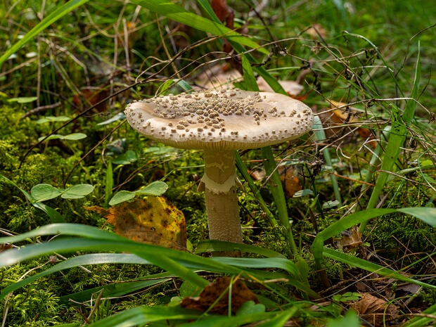 Amanita excelsa - Мухомор высокий - Tall Amanita - Hohe Fliegenpilz Amanita excelsa, commonly known as the Tall Amanita, is a large, grey-capped basidiomycete fungus belonging to the...