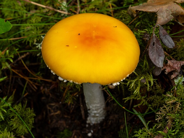 Мухомор красный разн. изящный - Amanita muscaria var. formosa
