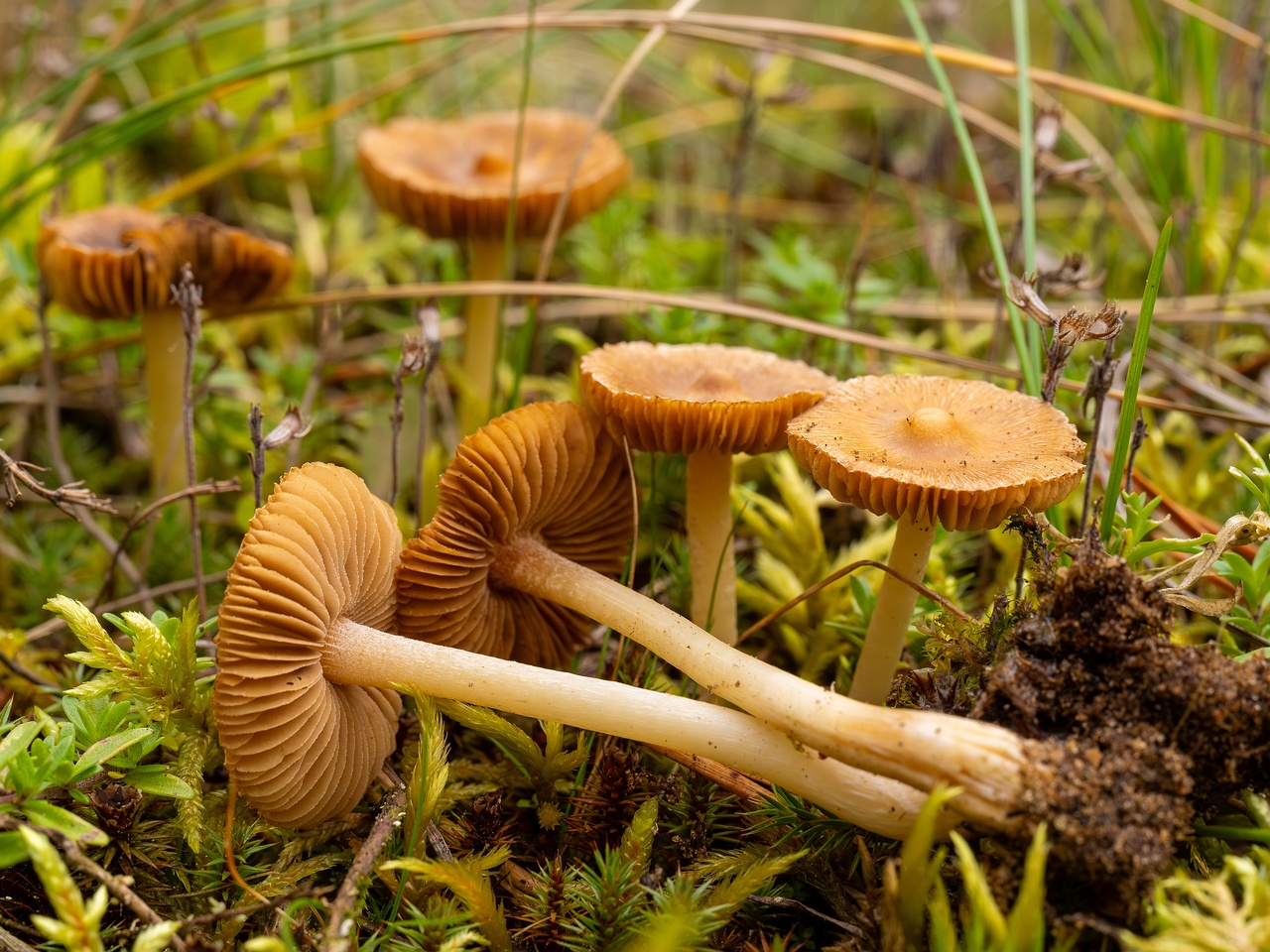 !Inocybe nitidiuscula _2025-09-28_1-8