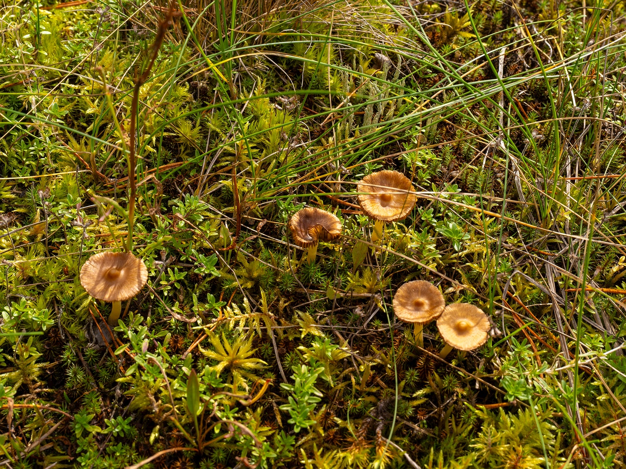 Inocybe nitidiuscula _2025-09-28_1-1