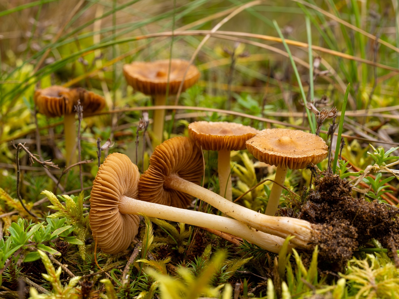 Inocybe nitidiuscula _2025-09-28_1-10