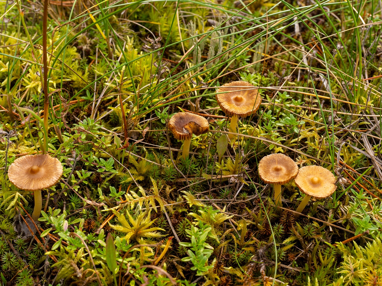 Inocybe nitidiuscula _2025-09-28_1-2