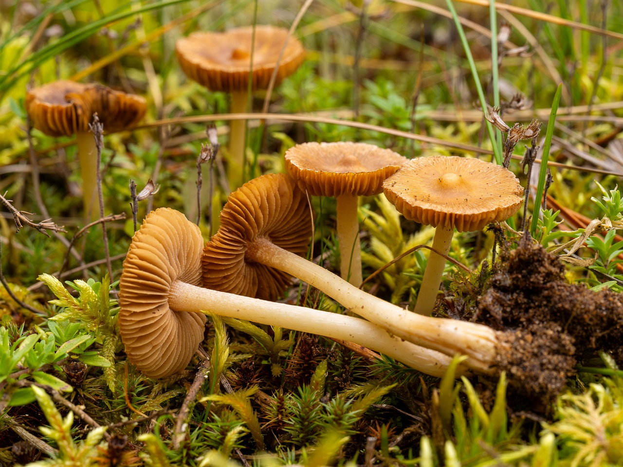 Inocybe nitidiuscula _2025-09-28_1-3