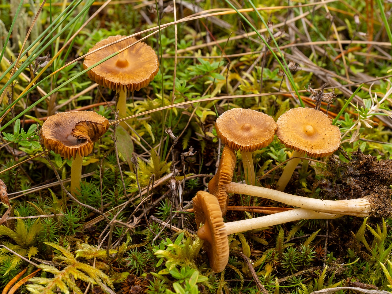 Inocybe nitidiuscula _2025-09-28_1-6