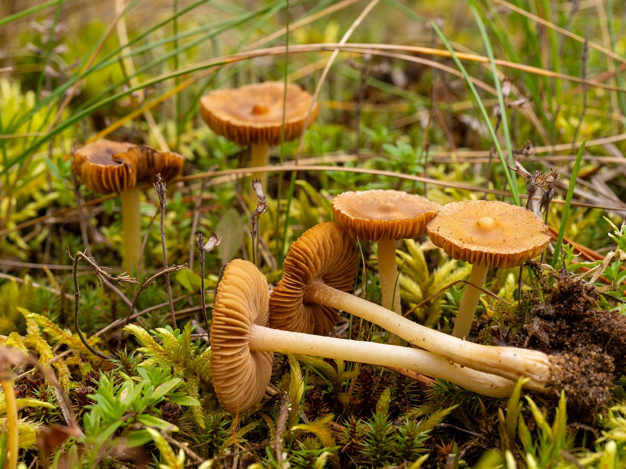 Inocybe nitidiuscula _2025-09-28_1-7