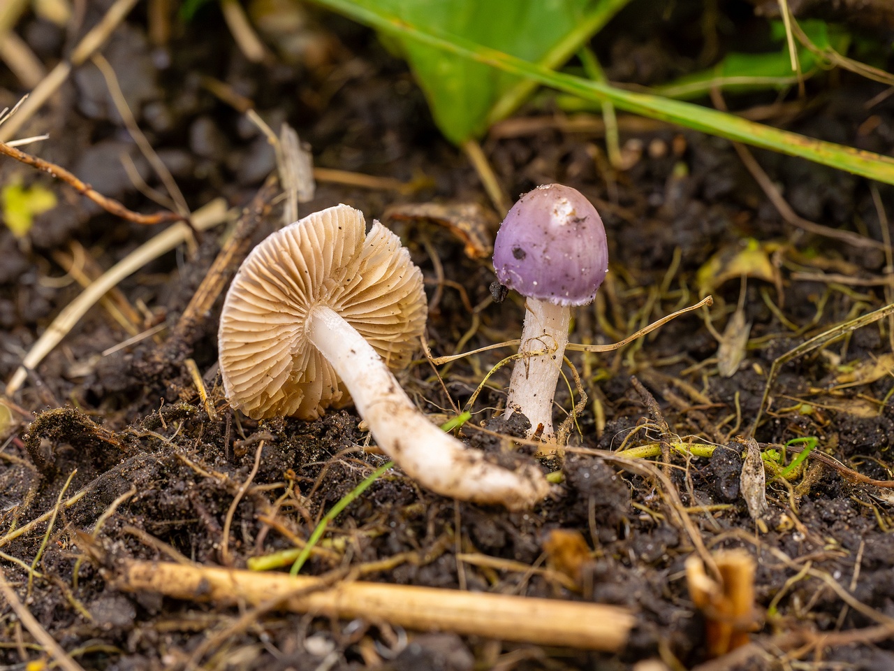 Inocybe lilacina _2025-10-11_1-10