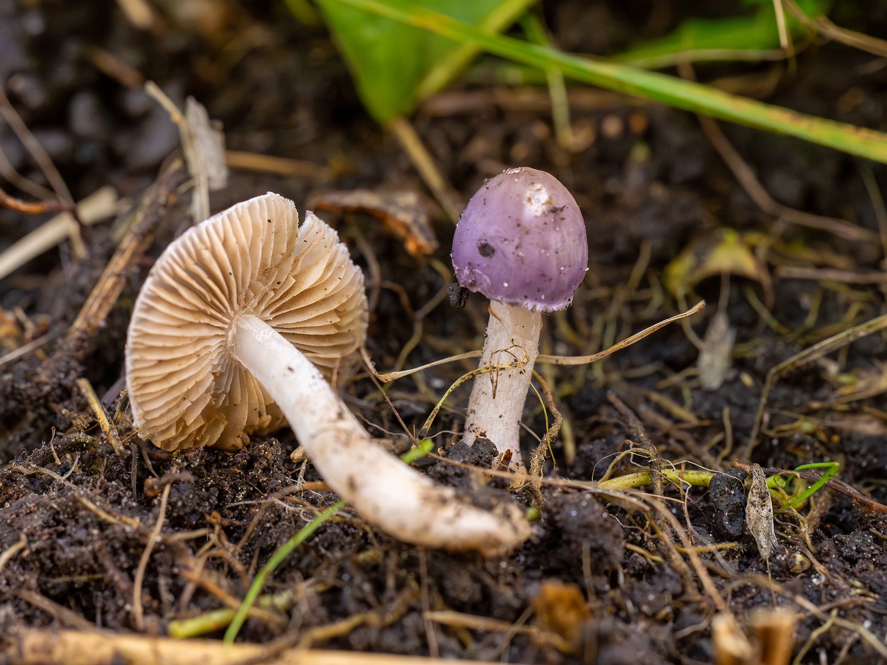 Inocybe lilacina _2025-10-11_1-11