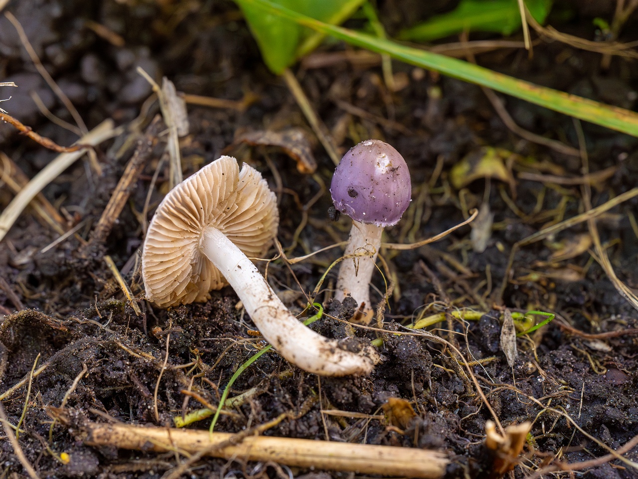 Inocybe lilacina _2025-10-11_1-13