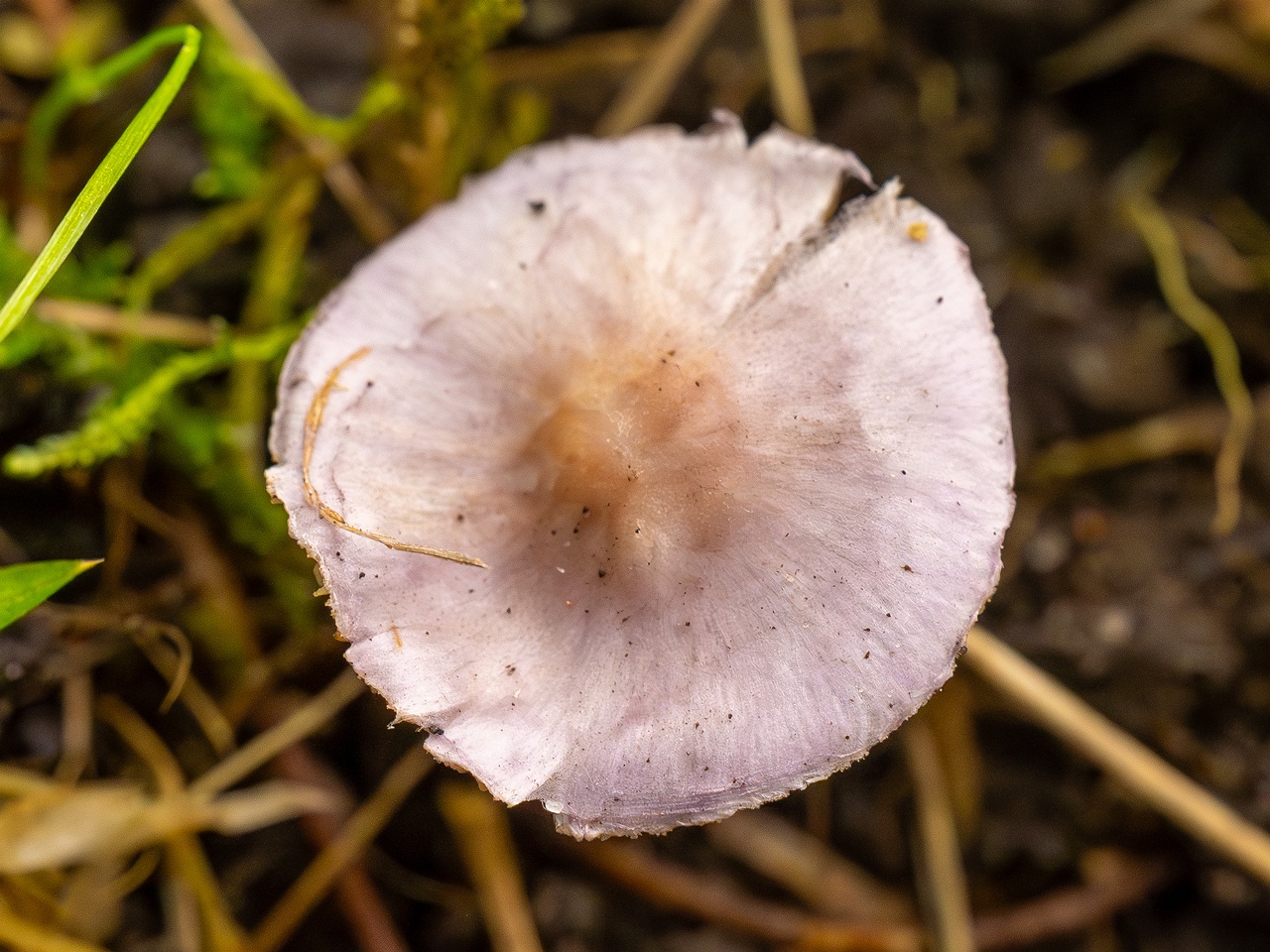 Inocybe lilacina _2025-10-11_1-3