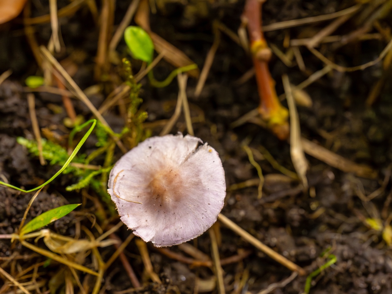 Inocybe lilacina _2025-10-11_1-4