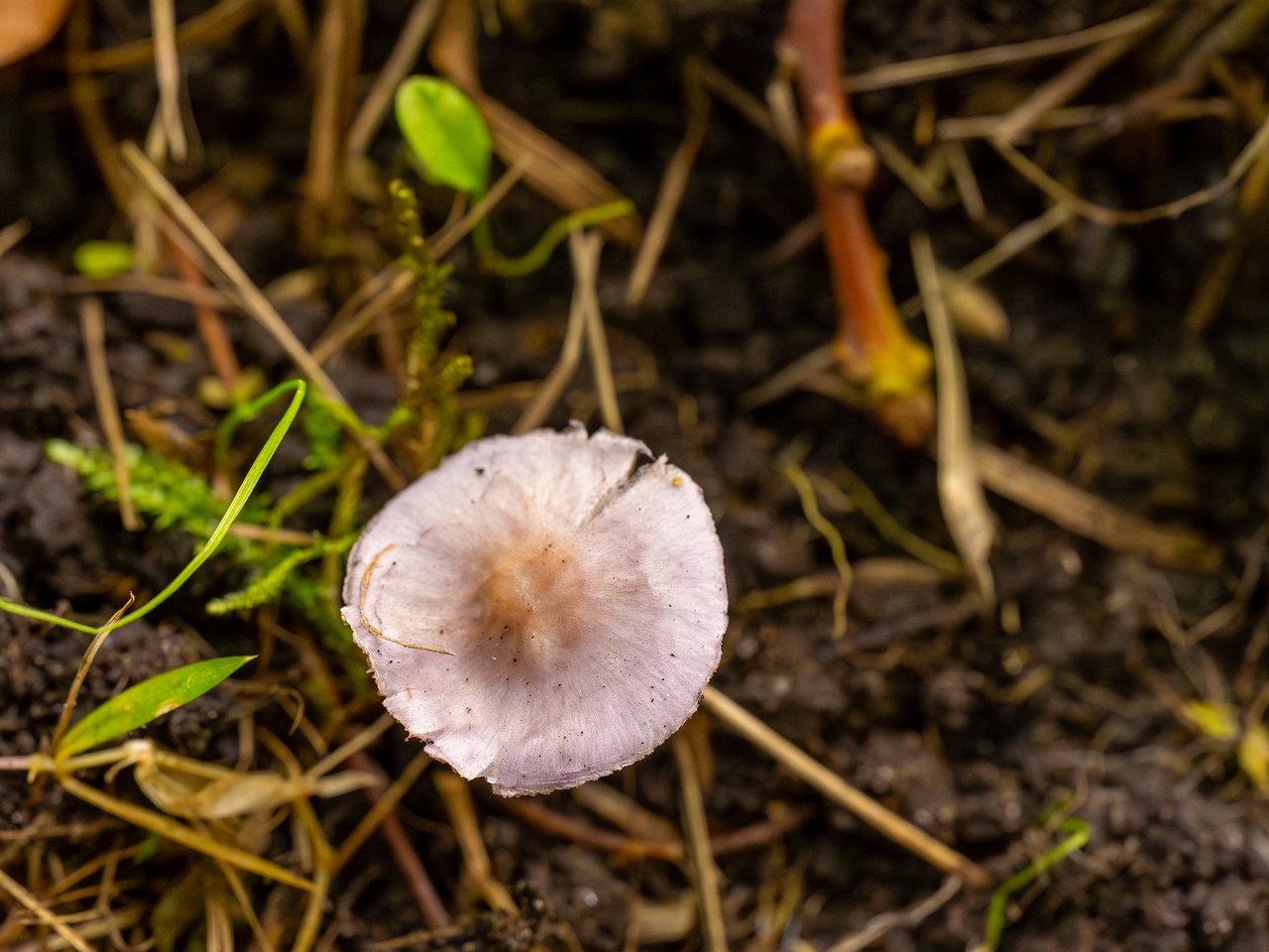 Inocybe lilacina _2025-10-11_1-5