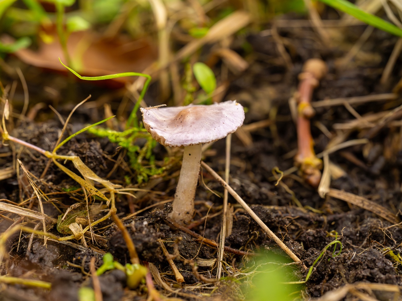 Inocybe lilacina _2025-10-11_1-6