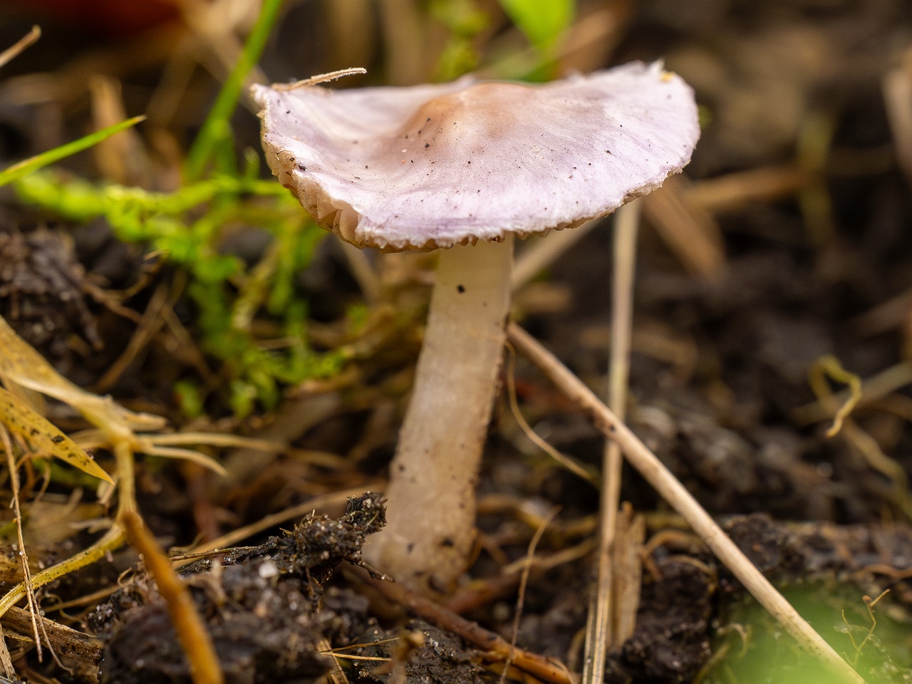 Inocybe lilacina _2025-10-11_1-7
