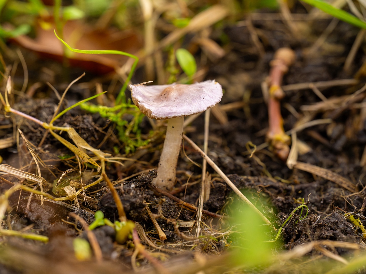 Inocybe lilacina _2025-10-11_1-8